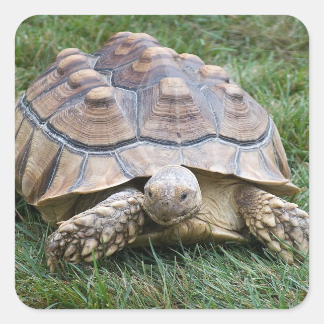 Sticker à grande tortue (Devant)