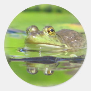 Sticker à grenouille verte