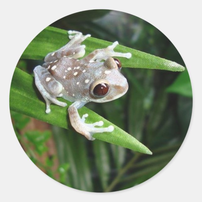 Sticker à la grenouille (Devant)