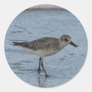 Sticker à la plage de Tern Bird