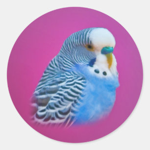 Sticker à perruche