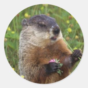 Sticker à pose de marmotte - Plus près