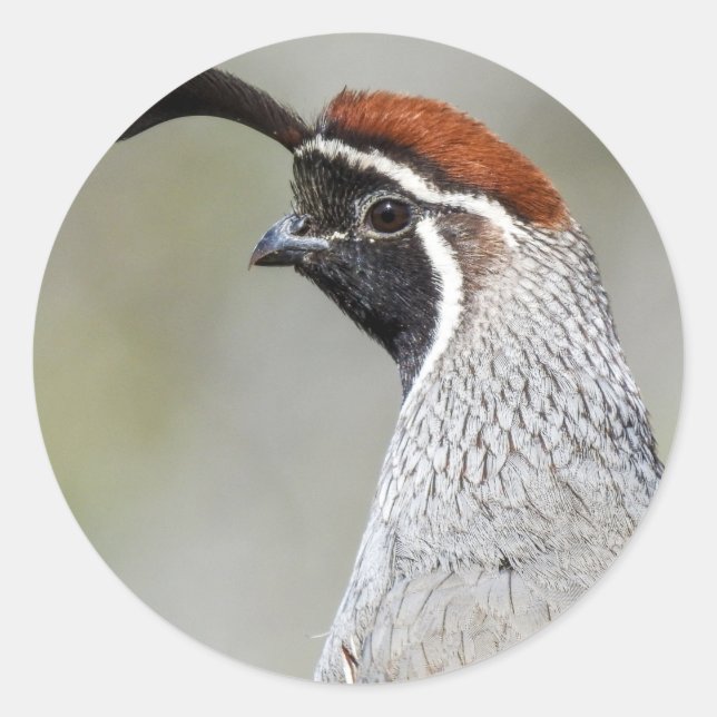 Sticker à Quail de Gambel (Devant)