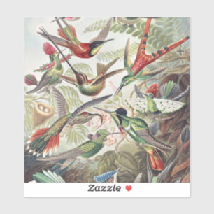 Sticker Affiche vintage colorée d'Ernst Haeckel sur les co