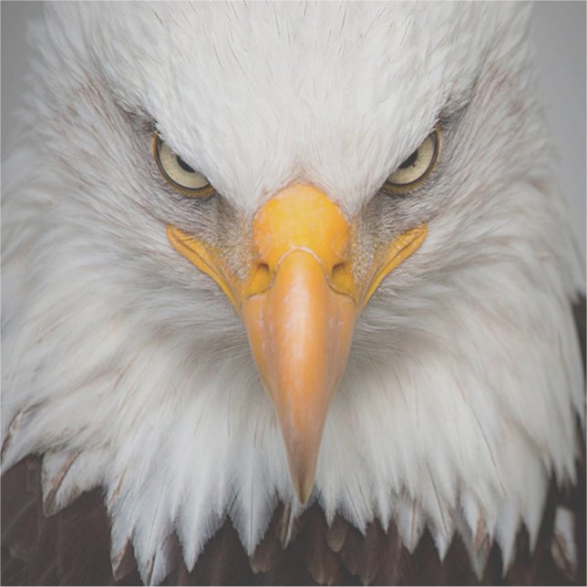 Sticker Aigle de Bald (Devant)