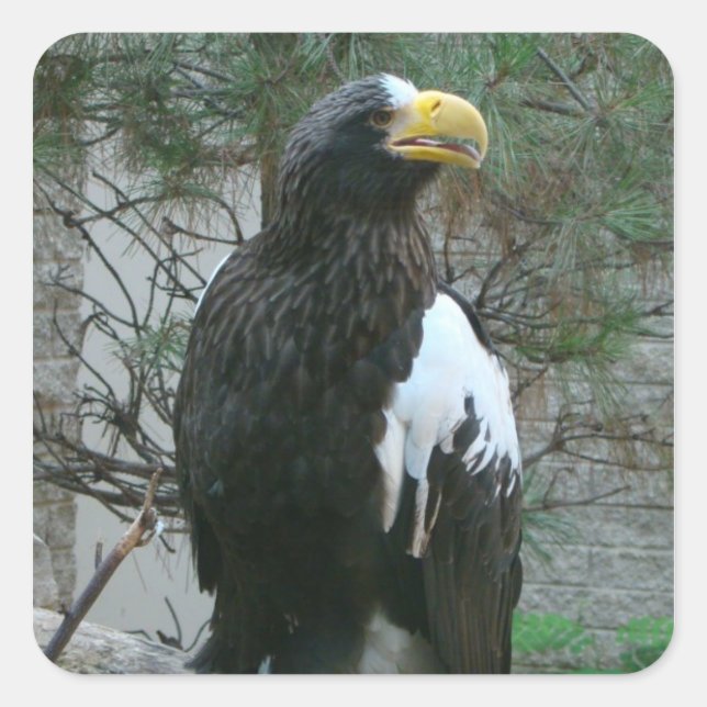 Sticker Aigle des vendeurs (Devant)
