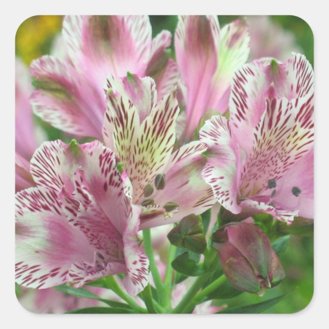Sticker Alstromeria Peruvien Lilies (Devant)