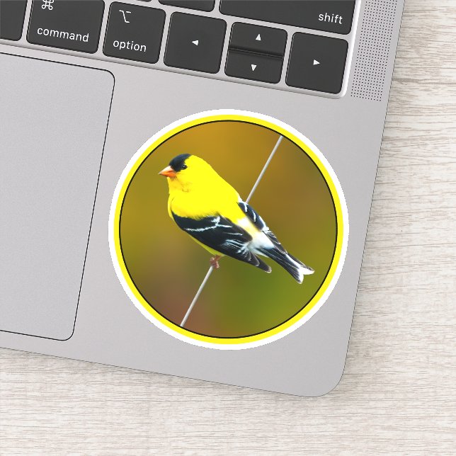 Sticker American Goldfinch - Photo originale (Détail)