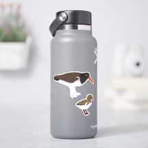 American Oystercatcher avec poussette
