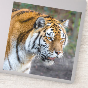 Sticker Amur tiger