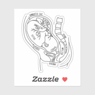 Sticker Anatomie De Grossesse, Foetus En Utero, Cadeau De 