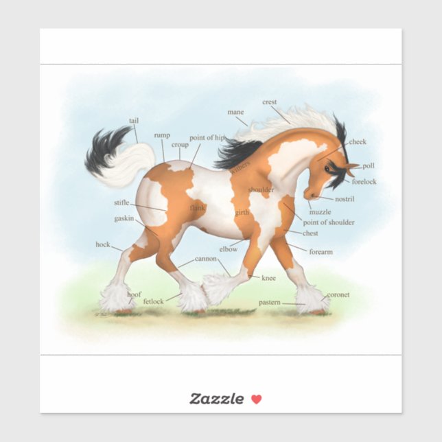 Sticker Anatomie du Cheval Poney Golden Overo Gypsy Vanner (Feuille)