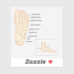 Sticker Anatomie du pied humain