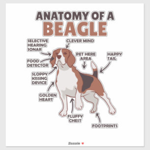 Sticker Anatomie D'Un Chien Beagle Mignonne Chien Drôle Be