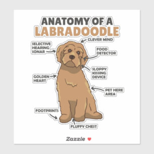 Sticker Anatomie D'Un Labradoodle Cute Canine Chiot