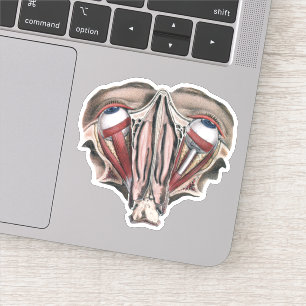 Sticker Anatomie humaine vintage, globes oculaires yeux
