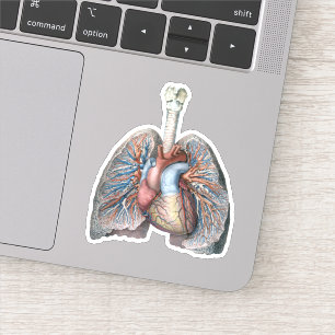 Sticker Anatomie humaine vintage Poumons Cœur Organes Sang
