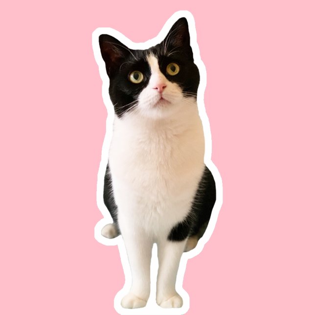 Sticker Apprend l'autocollant personnalisé Tuxedo Cat (Créateur téléchargé)