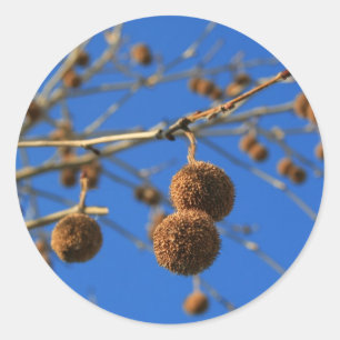 Sticker Arbre Pods