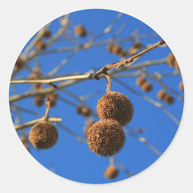Sticker Arbre Pods (Devant)