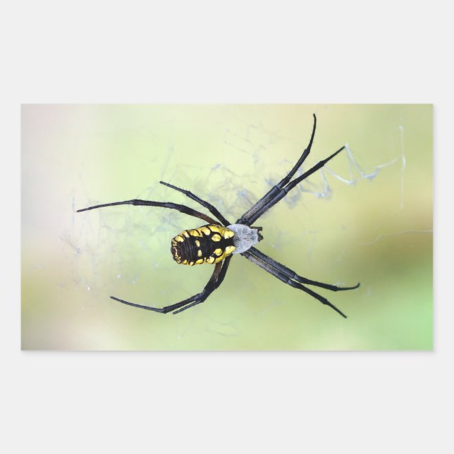 Sticker Argiope Jardin Noir & Jaune (Devant)