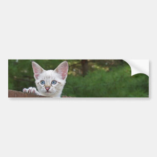 Sticker Arrière - plan de chat Savannah blanche