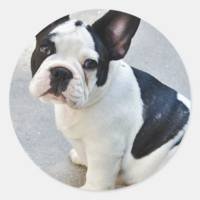 Sticker assise (Devant)