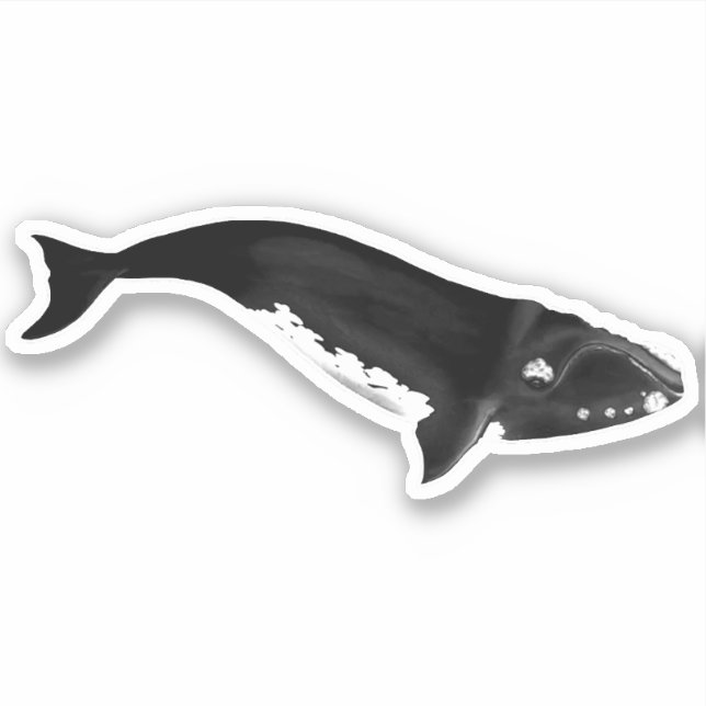 STICKER BALEINE DU SUD DROIT (Devant)