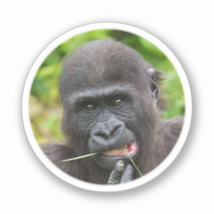 Sticker Bébé Gorilla Cuteness