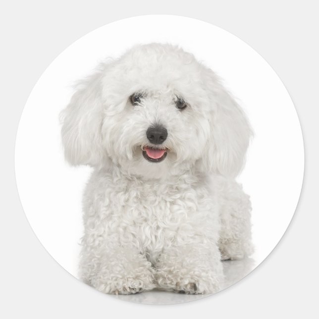 Sticker Bichon Frise (Devant)