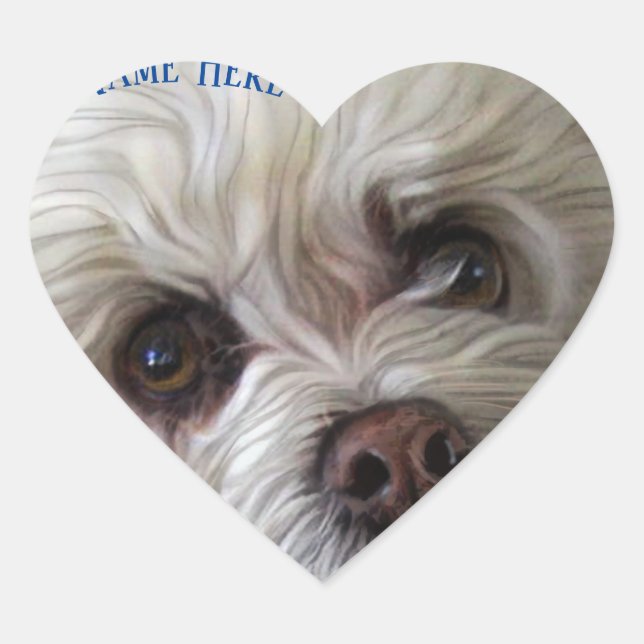 Sticker Bichon Poodle Maltese PeekaBoo (Devant)