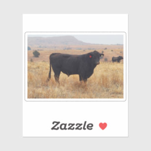 Sticker Black Angus Steer Grazing