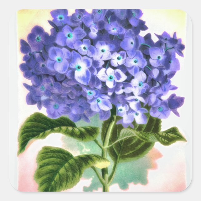 Sticker Blue Hydrangea (Devant)