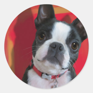 Sticker Boston Terrier