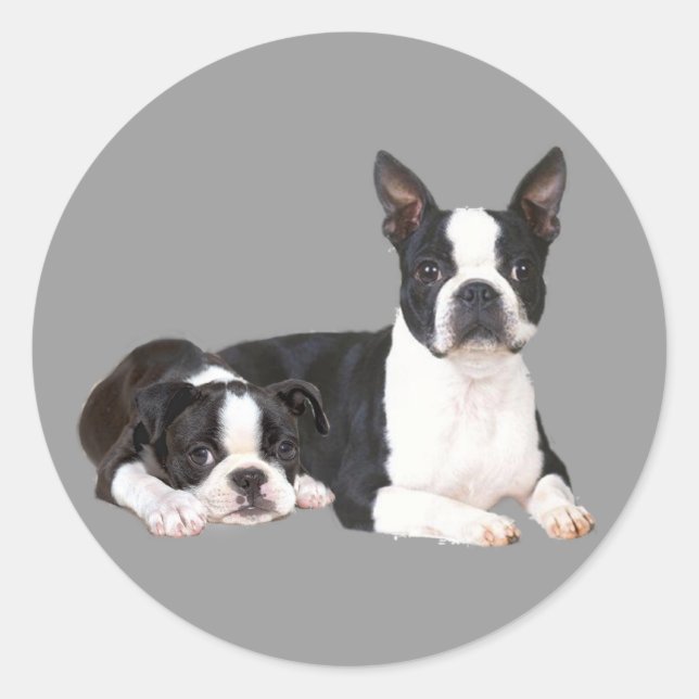 Sticker Boston Terrier Buddies (Devant)