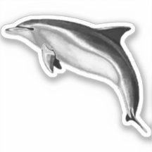BOTTLENOSE DOLPHIN