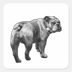 Sticker Bulldog, Friendly Glance