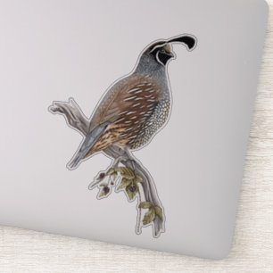 Sticker Caille de Californie