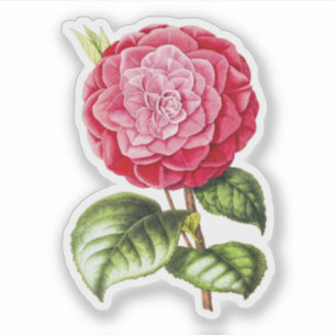 Sticker Camellia, couleur rose rose
