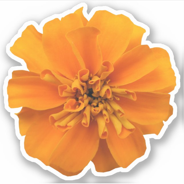 Sticker Campagne de Fleur Orange Marigold (Devant)