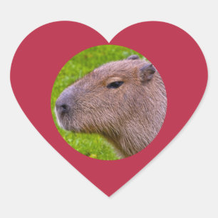 Sticker Capybara