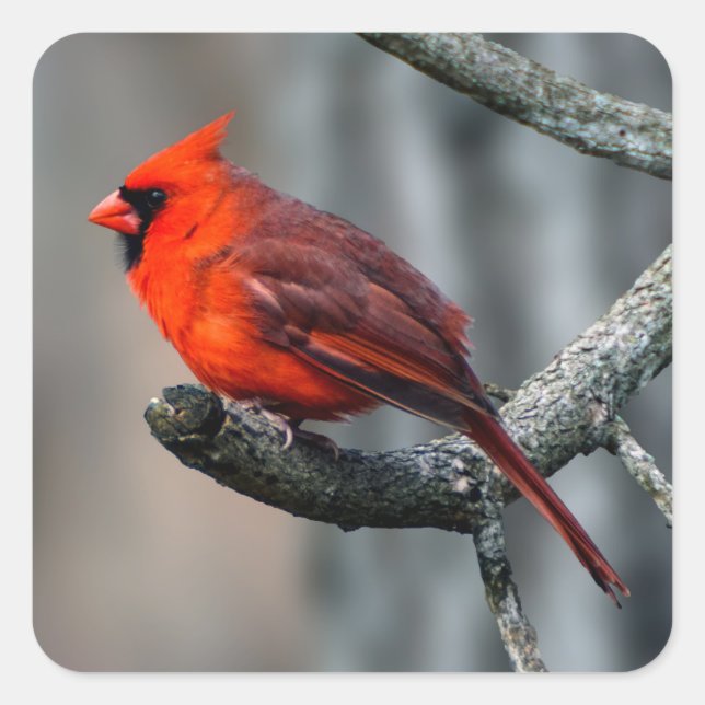 Sticker cardinal (Devant)