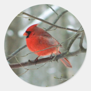 Sticker Cardinal Rouge (Homme)