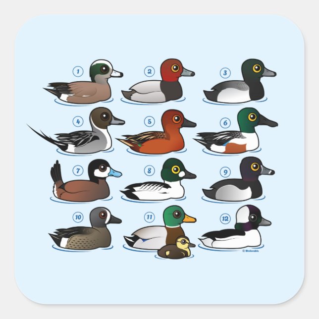 Sticker Carré 12 Canards (Devant)