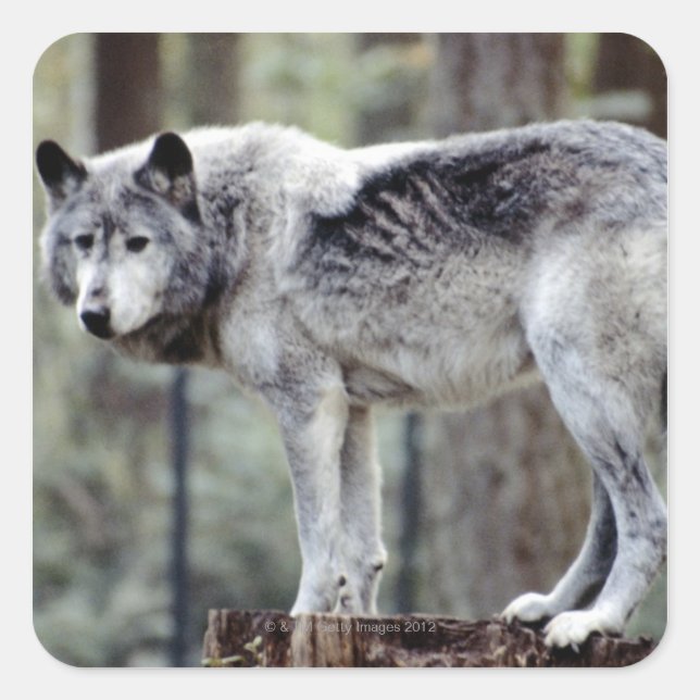 STICKER CARRÉ 24114488 (Devant)