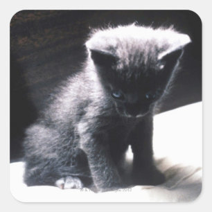 STICKER CARRÉ 24117556