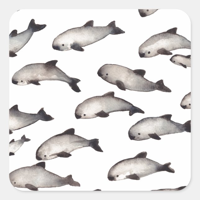 Sticker Carré 30 dauphins de marsouin de vaquita (Devant)