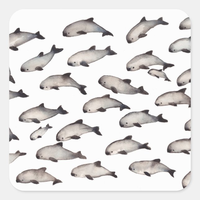 Sticker Carré 30 dauphins de marsouin de vaquita (Devant)