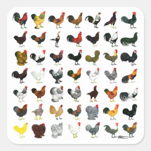 Sticker Carré 49 Coq
