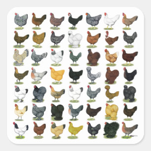 Sticker Carré 49 poules de poulet